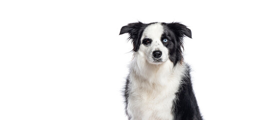Border collie dog sitting and showing its heterochromia, white background