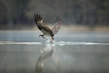 Rybołów (Pandion haliaetus), osprey © Bartosz Rakoczy