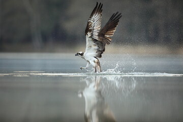 Rybołów (Pandion haliaetus), osprey © Bartosz Rakoczy