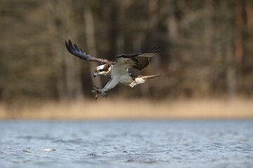 Rybołów (Pandion haliaetus), osprey © Bartosz Rakoczy