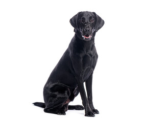Black labrador retriever sitting and panting on white background