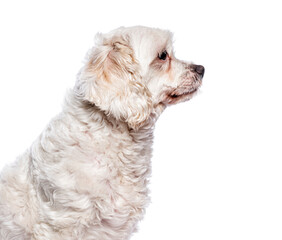 White boomer dog looking to the side on white background