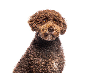 Spanish water dog sitting and looking up on white background