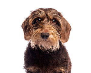 Portrait of wire haired dachshund dog looking at camera on white background