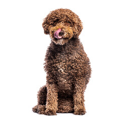 Spanish water dog licking its nose while sitting on white background