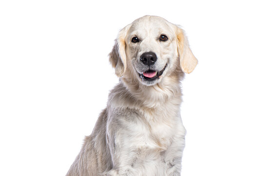 Golden retriever smiling and panting on white background
