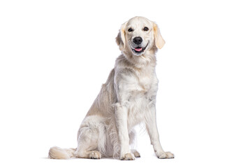 Golden retriever sitting and panting on white background