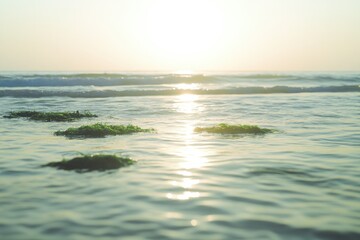 Obraz premium Sunlight glimmers on gentle waves, highlighting green sea plants