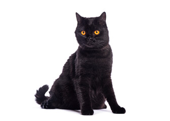 Black british shorthair cat sitting and posing on white background