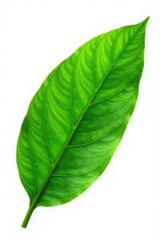 Fresh green cacao leaf isolated on white background, plant, green, leaves