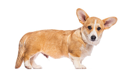 Welsh corgi cardigan standing on white background looking forward