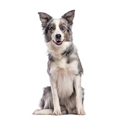 Adorable border collie dog sitting and panting on white background