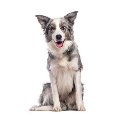 Border collie dog sitting and panting on white background