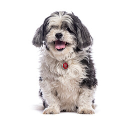Adorable shih tzu panting and sitting, showing its tongue