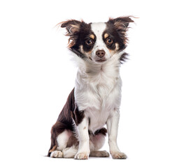 Adorable chihuahua dog sitting and looking at camera on white background