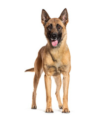 Belgian shepherd malinois standing and panting on white background