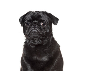 Black pug posing on white background, purebred dog looking adorable