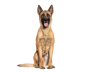 Belgian shepherd malinois sitting and panting on white background