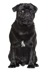 Adorable black pug sitting calmly, showcasing its charming personality against a transparent background