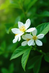 Fototapeta premium White flower blooms on pepper bush green leaves, white, green
