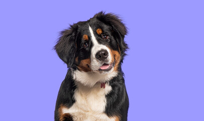 Head shot of a happy Bernese mountain dog  panting against purple background