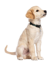 Three months old Golden retriever puppy wearing a collar and dog tag, sitting and looking up...