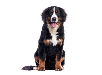 Happy Bernese mountain dog sitting on a white background and looking at the camera panting with its tongue out