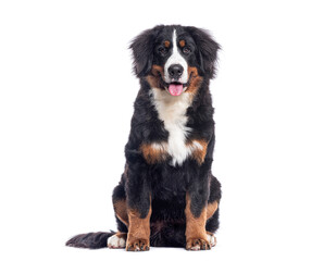 Happy Bernese mountain dog sitting on a white background and looking at the camera panting with its tongue out