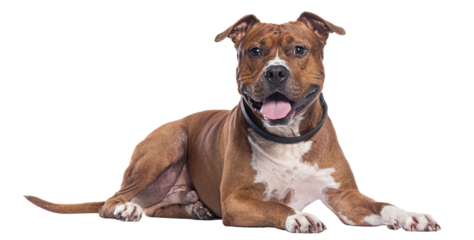 Red and white amstaff dog wearing a collar, looking at the camera lying down and sticking its tongue out, isolated on white