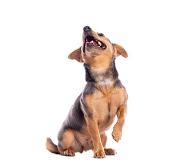 Happy dog sitting and looking upwards