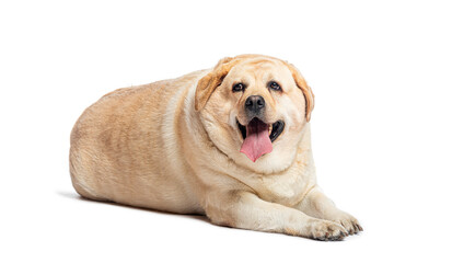 Overweight fat labrador retriever dog lying down and panting, isolated on white background