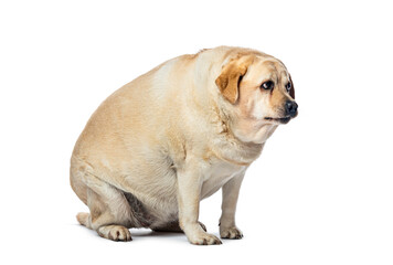 Obraz premium Overweight fat labrador retriever dog sitting and panting, isolated on white background