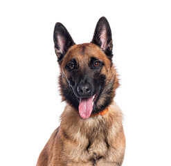 Head shot of a Belgian shepherd malinois sitting and panting on white background