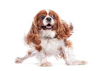Playful cavalier king charles spaniel making a funny face on white background