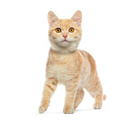 Obraz premium Adorable ginger kitten gracefully walking and exploring, its curious gaze fixed on something intriguing, against a clean white backdrop