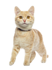 Fototapeta premium Adorable ginger kitten wearing a collar confidently walking forward cut out