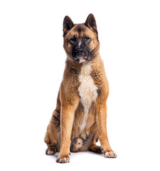 American akita dog sitting and looking at camera on white background