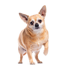 Small chihuahua dog standing on white background raising paw
