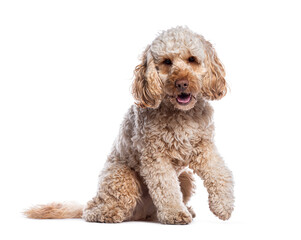 Cockalier dog sitting and lifting paw on white background