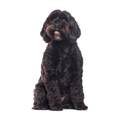 Adorable black Labradoodle dog sitting and looking up on white background