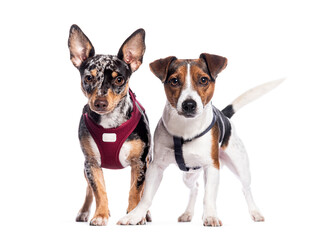 Jack russell terrier and a miniature pinscher wearing harnesses standing on white background