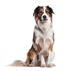 Border collie dog sitting and looking upwards on white background