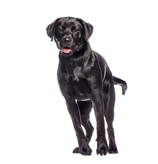 Black labrador retriever walking on white background