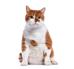 Chubby red and white cat sitting on white background
