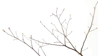 Delicate, bare branches isolated against a pure white backdrop, stock photo, top view