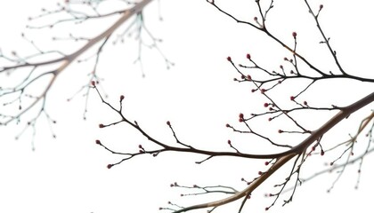 Delicate, bare branches isolated against a pure white backdrop, silhouette, twigs