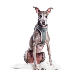 Whippet dog wearing harness sitting on white fur rug