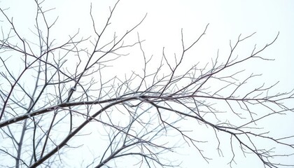 Obraz premium Intricate bare branches, stark white backdrop, winter feel, wood, abstract