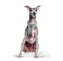 Whippet dog sitting and wearing a harness on white background