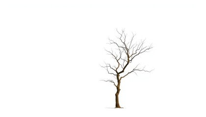 Obraz premium Lone tree, stark branches against pure white backdrop, trunk, detail